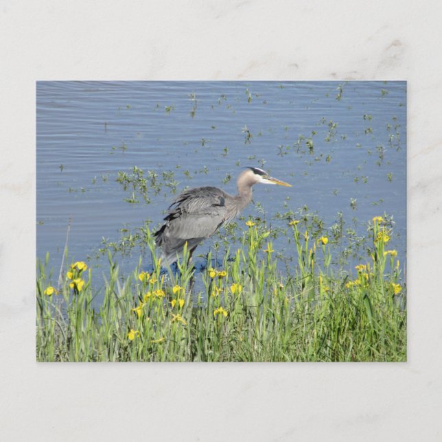 Cartão Postal Excelente Blue Heron no rio. (Frente)