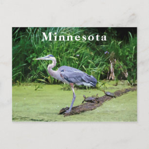 Cartão Postal Excelente Blue Heron Turtles Green Lake