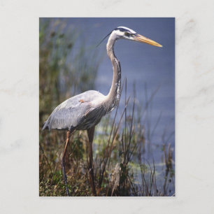 Cartão Postal Excelente Blue Heron water bird