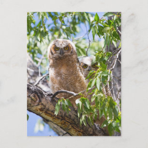 Cartão Postal Excelente com Cordéis em Cartaz de Foto em Árvore