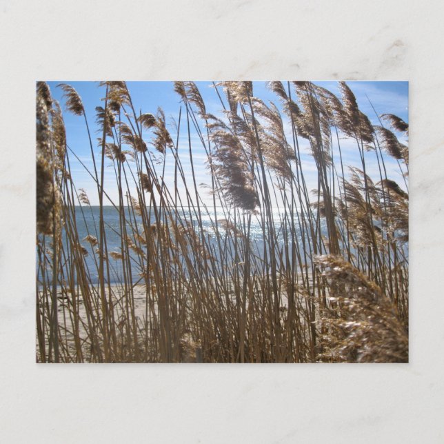 Cartão Postal Excelente da Baía do Sul no Ponto Azul, NY (Frente)