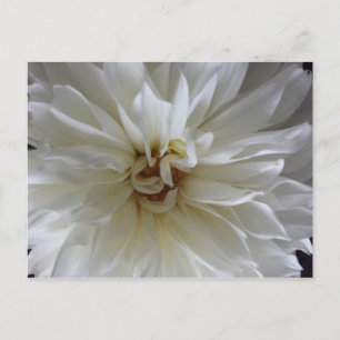 Cartão Postal Excelente Dahlia 1 - brainfarte educado