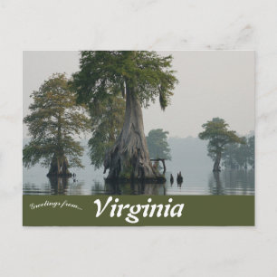 Cartão Postal Excelente Dismal Swamp Virginia