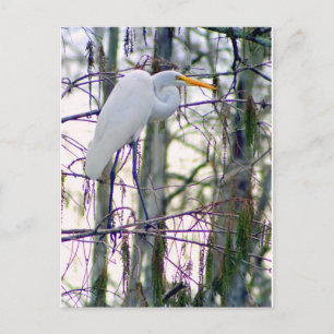 CARTÃO POSTAL excelente EGRET