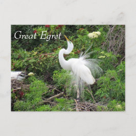 Cartão Postal Excelente Egret - Cartão-postal de aprendizado - F