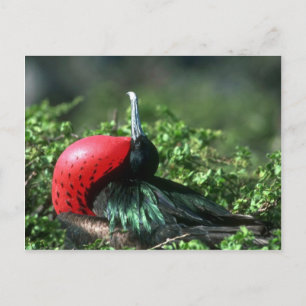 Cartão Postal Excelente Frigatebird, Coragem Masculina Com Grand