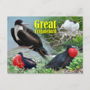 Cartão Postal Excelente Frigatebird, Midway Atoll, Ilhas Havaian