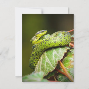 Cartão Postal Excelente Lagos Bush Viper