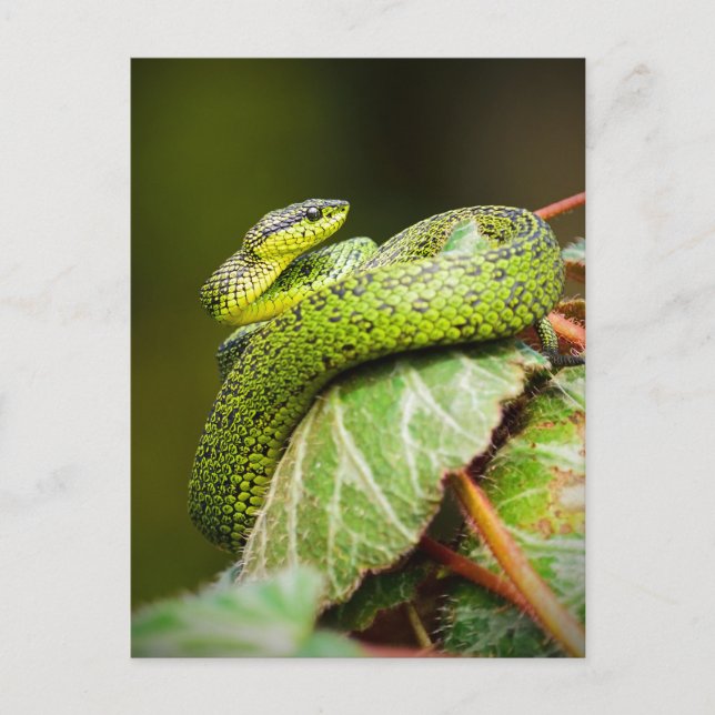 Cartão Postal Excelente Lagos Bush Viper (Frente)