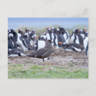 Cartão Postal Excelente Skua em frente à colônia de pinguins