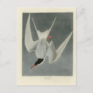 Cartão Postal Excelente Tern, Terno Comum - Aves de Audubon da A