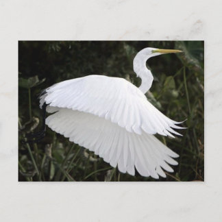 Cartão Postal Excelente White Heron