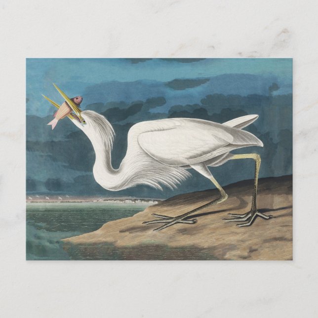 Cartão Postal Excelente White Heron Audubon Bird Willife Paintin (Frente)