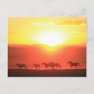 Cartão Postal Execução do Sunset