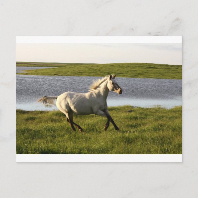 Cartão Postal Execução Gratuita (Frente)