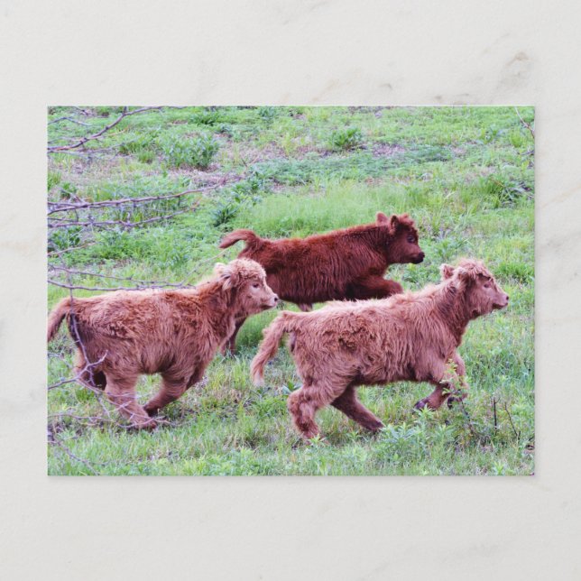 Cartão Postal Execução Gratuita no Campo (Frente)