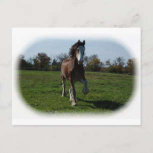 Cartão Postal Executando o Clydesdale