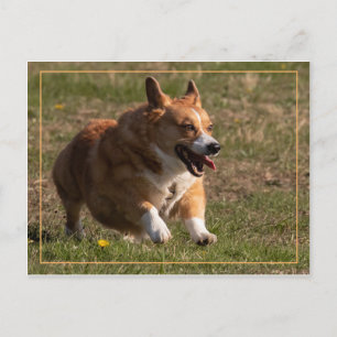 Cartão Postal Executando o Corgi