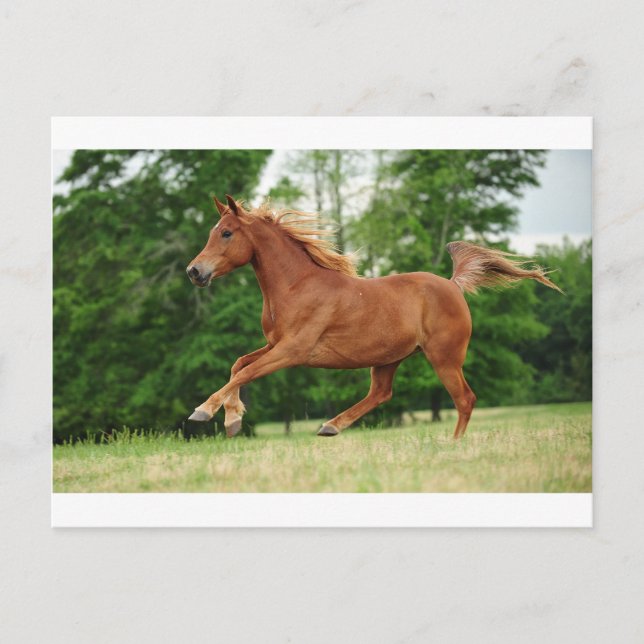 Cartão Postal Executar o bebê (Frente)