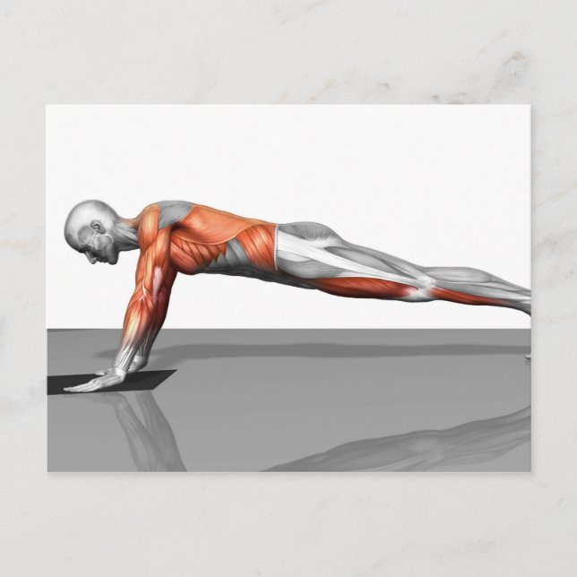 Cartão Postal Exercício De Mosca De Toalhas (Frente)