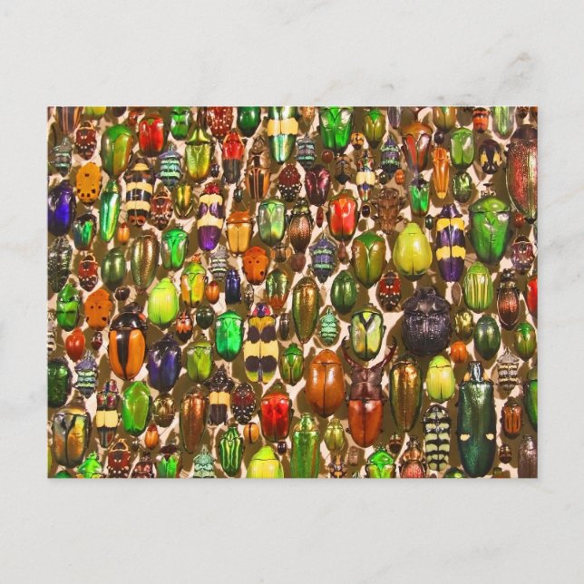 Cartão Postal Exército de Beetles e Insetos (Frente)