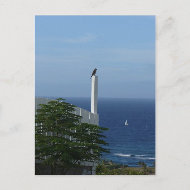 Cartão Postal Exibição da Ilha (Frente)