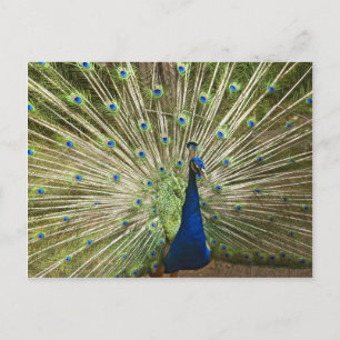 Cartão Postal Exibição de Peacock