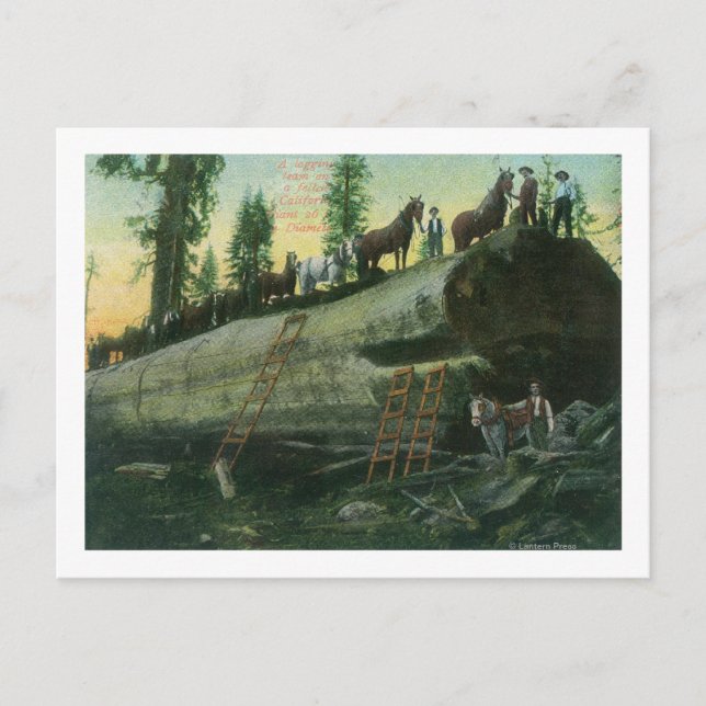 Cartão Postal Exibição de uma equipe de registro em uma Sequoia  (Frente)