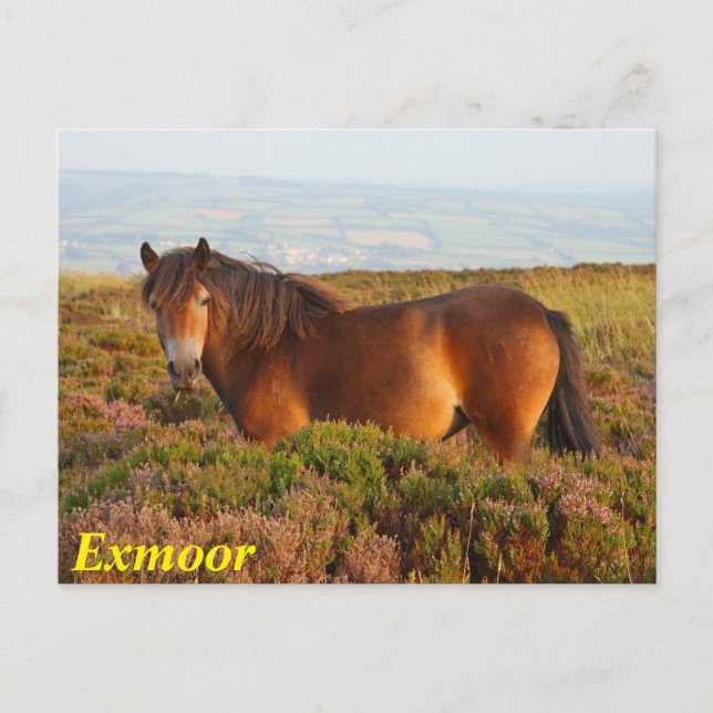 Cartão Postal Exmoor pôy, cavalo, Somerset, Inglaterra (Frente)
