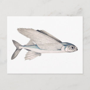 Cartão Postal Exocoetidae dos peixes de vôo
