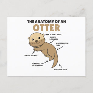 Cartão Postal Explicação de Lontra Fofa Anatomia de uma Lontra