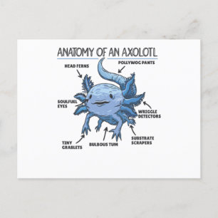 Cartão Postal Explicação do Axolotl Anatomia de um Axolotl