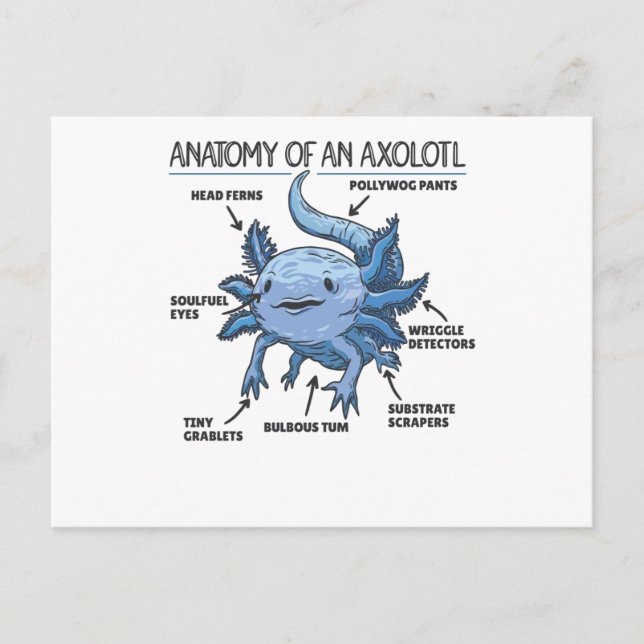 Cartão Postal Explicação do Axolotl Anatomia de um Axolotl (Frente)