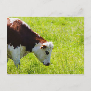 Cartão Postal Explorações vitícolas em campo, Loire Valley, F