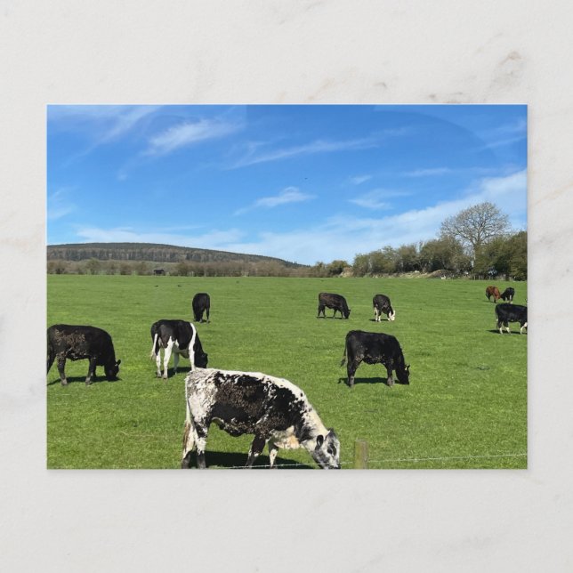 Cartão Postal Explorações vitícolas em campo verde na Irlanda (Frente)