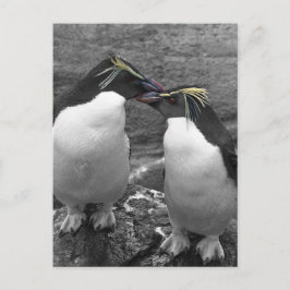 Cartão Postal Explosão de Cor de Pinguim