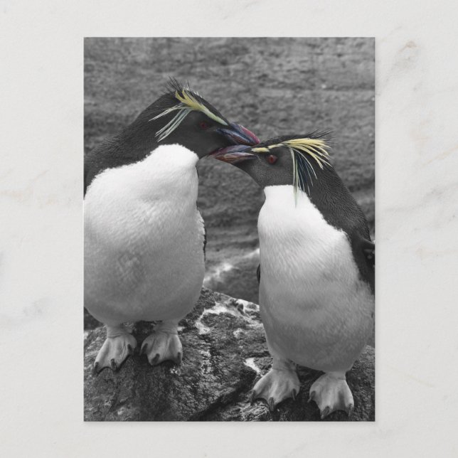Cartão Postal Explosão de Cor de Pinguim (Frente)