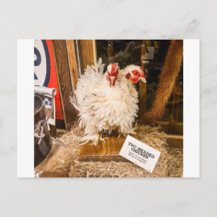 Cartão Postal Exposição de Taxidermia de Frango Branco Fofinho E