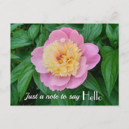 Cartão Postal Expressão Alô Rosa Sorbet Peony Alô