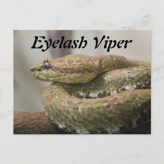Cartão Postal Eyelash Viper (Frente)