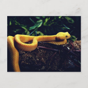 Cartão Postal Eyelash viper, México e Califórnia