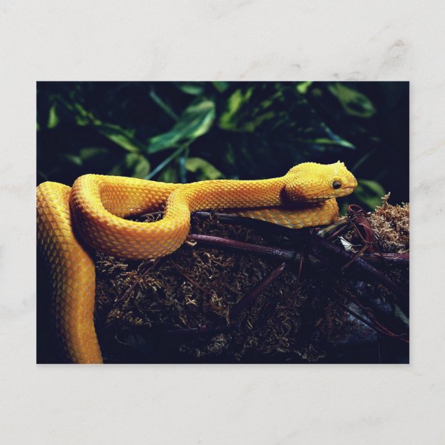 Cartão Postal Eyelash viper, México e Califórnia (Frente)