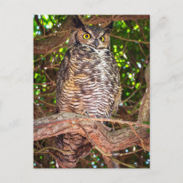 Cartão Postal Eyes of the Night: Great Horned Owl