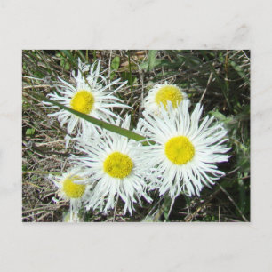 Cartão Postal F10 Flores Silvestres Brancas Erigeron Cespitoso