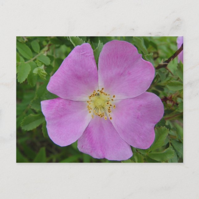 Cartão Postal F11 Prairie Rosa "Rosa arkansana" (Frente)
