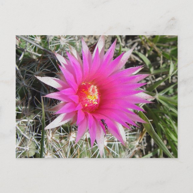 Cartão Postal F12 Flor de Cactus "Escobaria vivipara" (Frente)
