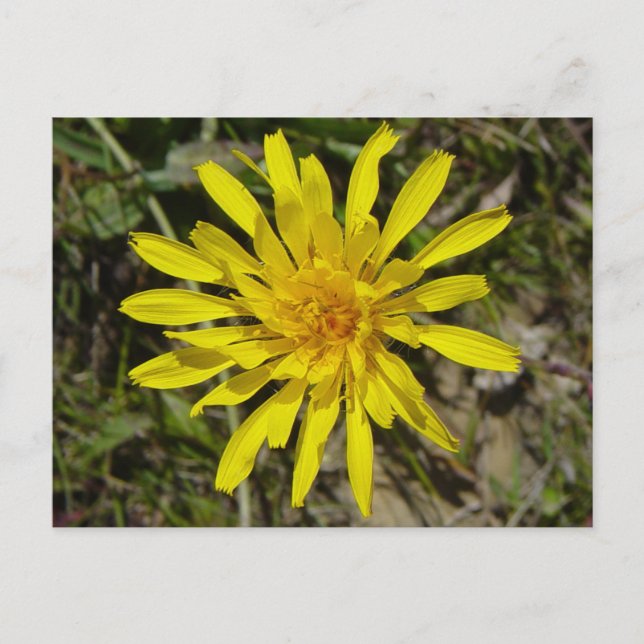 Cartão Postal F21 Barba-Falcão Amarelo (Frente)