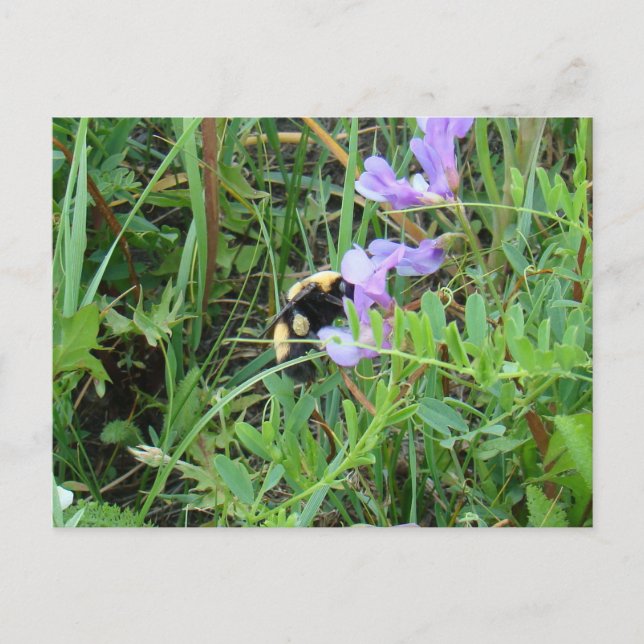 Cartão Postal F2 Abelha em Flores Silvestres Roxas (Frente)