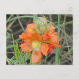 Cartão Postal F40 Flores Silvestres Laranja Malva Escarlate
