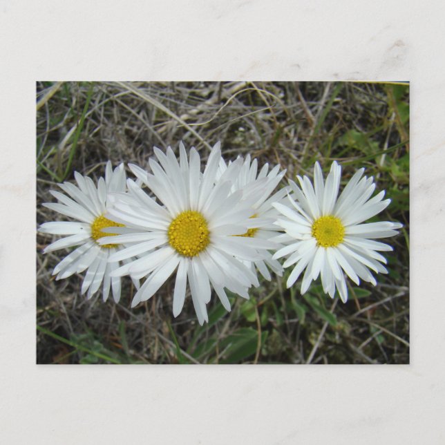 Cartão Postal F42 Flores Brancas Aster Suave (Frente)